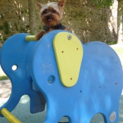 Photo de Yorkshire terrier