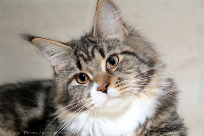 Photo de Maine coon