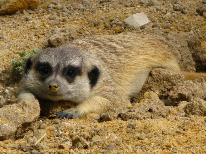 Photo de Suricate