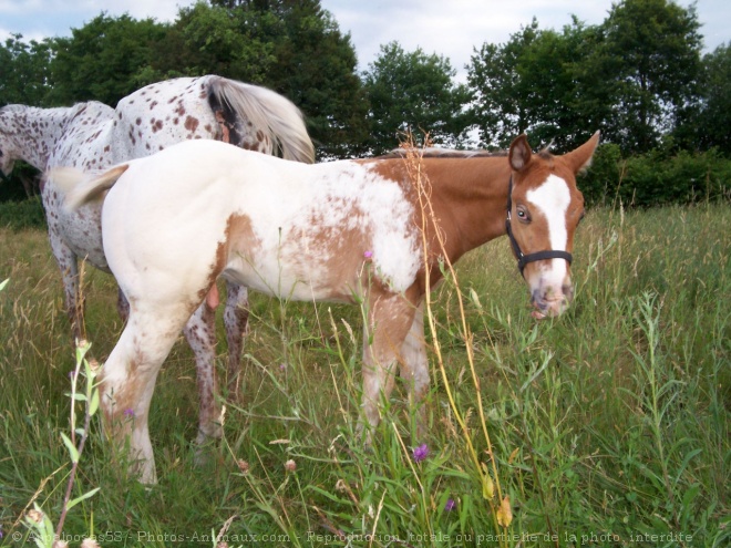 Photo d'Appaloosa