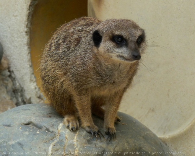 Photo de Suricate