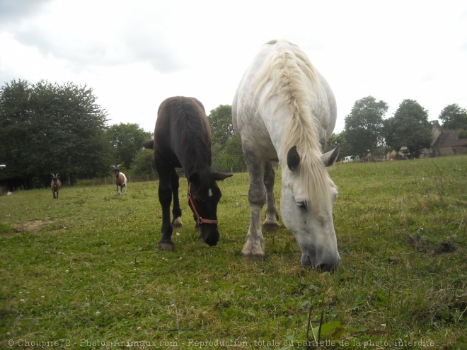 Photo de Percheron