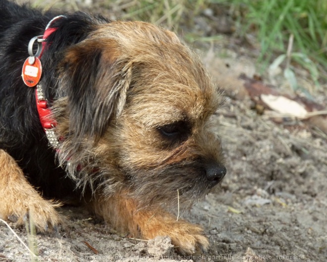 Photo de Border terrier