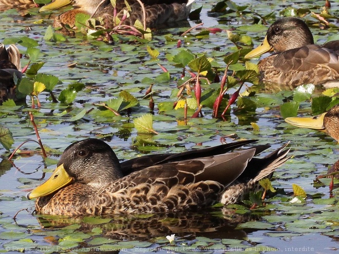 Photo de Canard