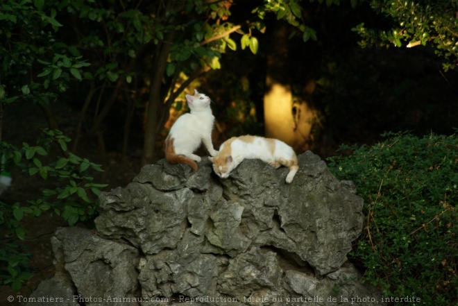 Photo de Chat domestique