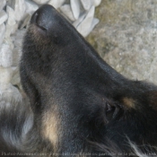 Photo de Chien de berger des shetland