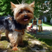 Photo de Yorkshire terrier