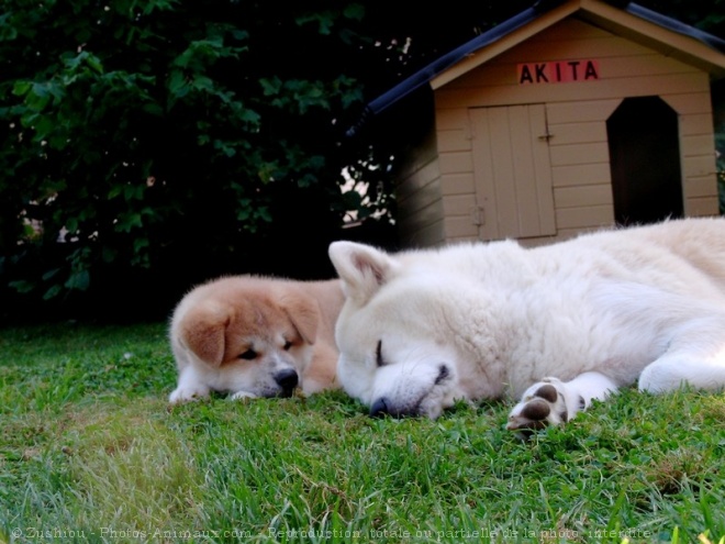 Photo d'Akita inu