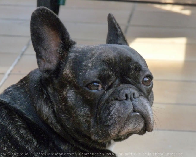 Photo de Bouledogue franais