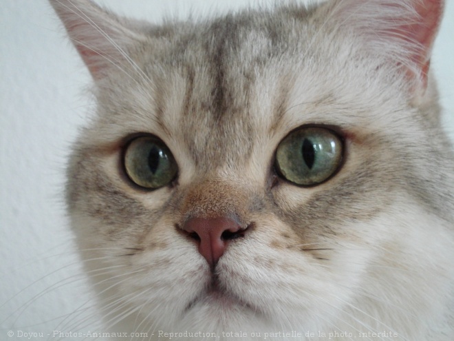 Photo de British shorthair