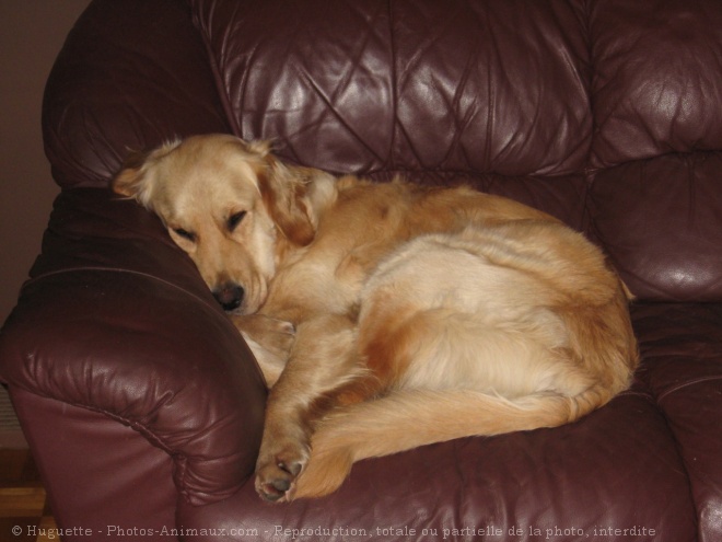 Photo de Golden retriever