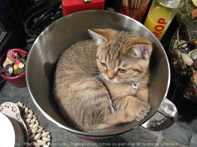 Photo de British shorthair