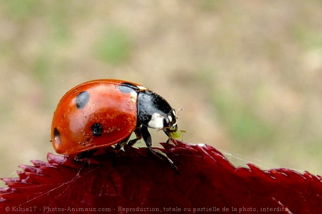 Photo de Coccinelle