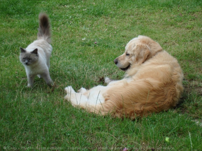 Photo de Races diffrentes