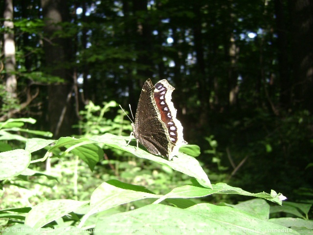 Photo de Papillon