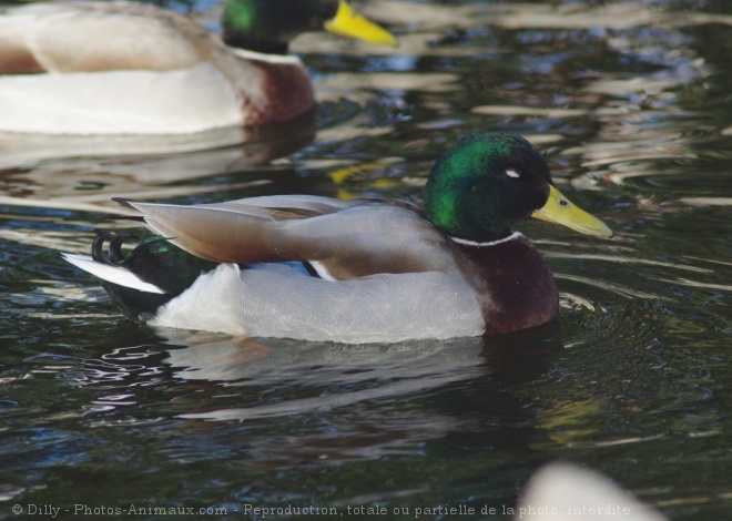 Photo de Canard colvert