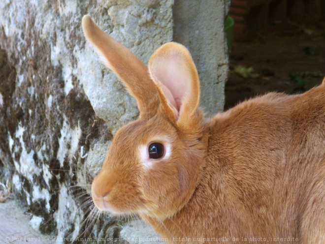 Photo de Lapin