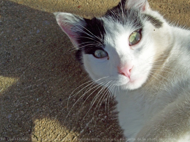 Photo de Chat domestique