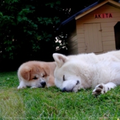 Photo d'Akita inu