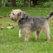 Photo de Border terrier