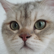 Photo de British shorthair