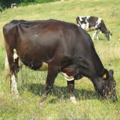 Photo de Vache