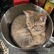 Photo de British shorthair