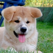 Photo d'Akita inu