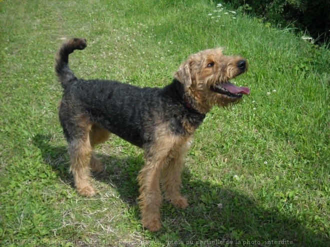 Photo d'Airedale terrier