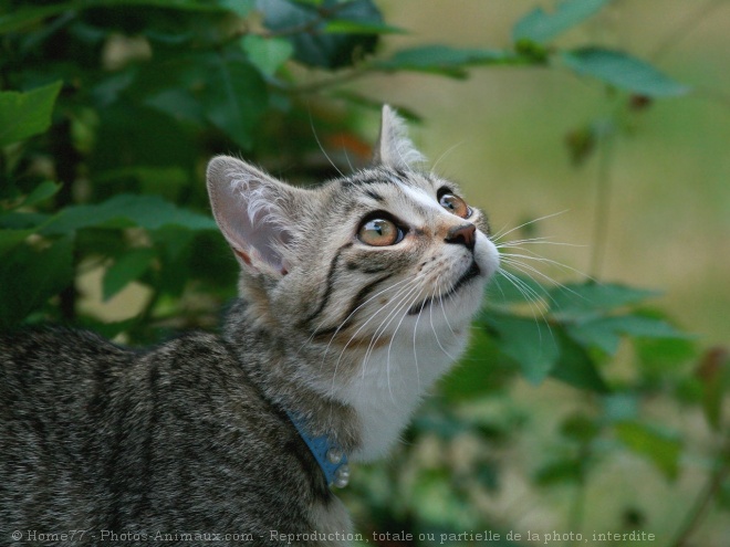 Photo de Chat domestique