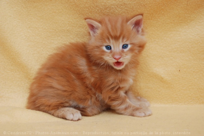 Photo de Maine coon