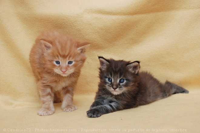 Photo de Maine coon