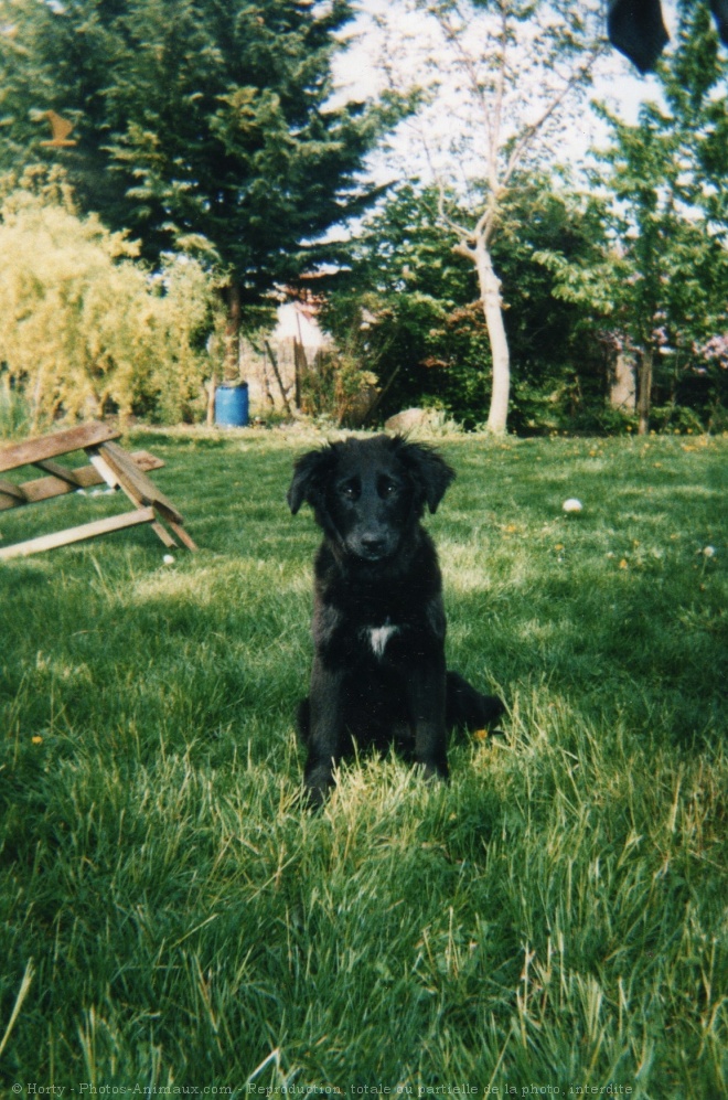 Photo de Border collie