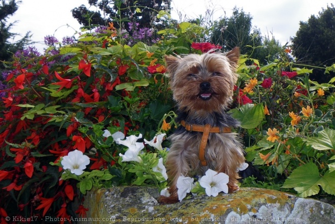 Photo de Yorkshire terrier