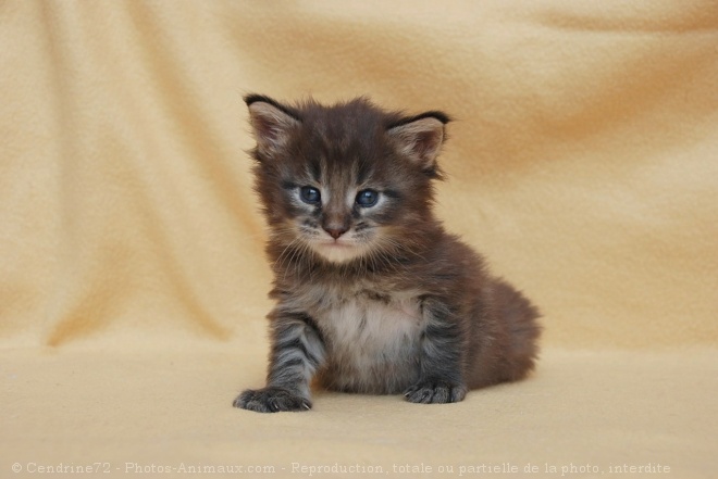 Photo de Maine coon