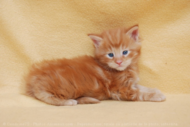 Photo de Maine coon