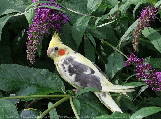 Photo de Perruche calopsitte