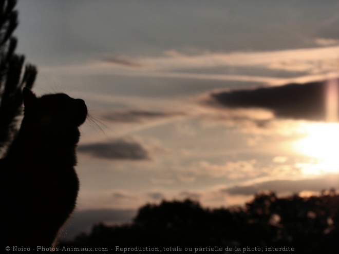 Photo de Chat domestique