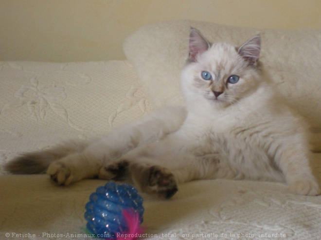 Photo de Ragdoll