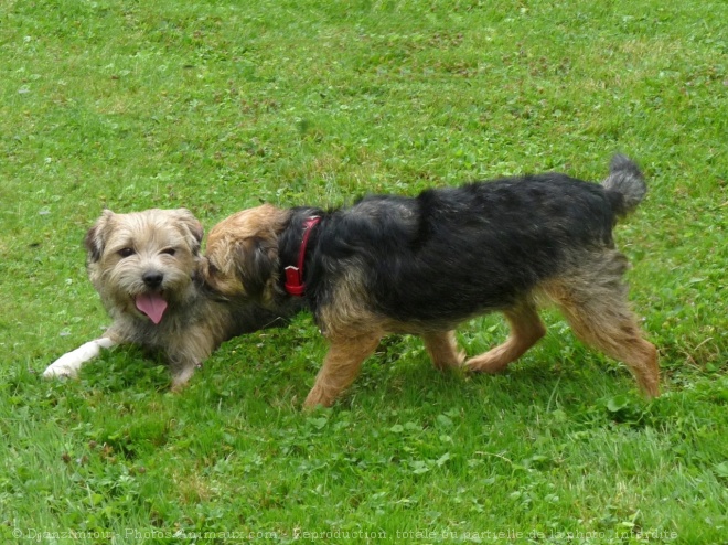 Photo de Border terrier