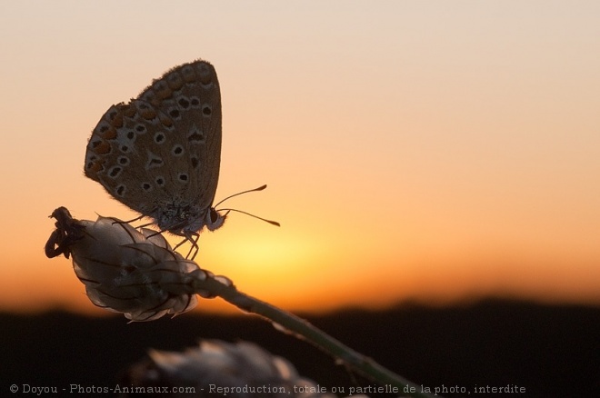 Photo de Papillon