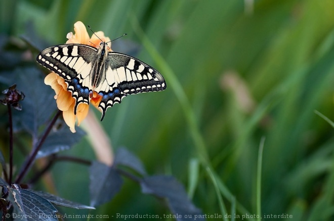 Photo de Papillon