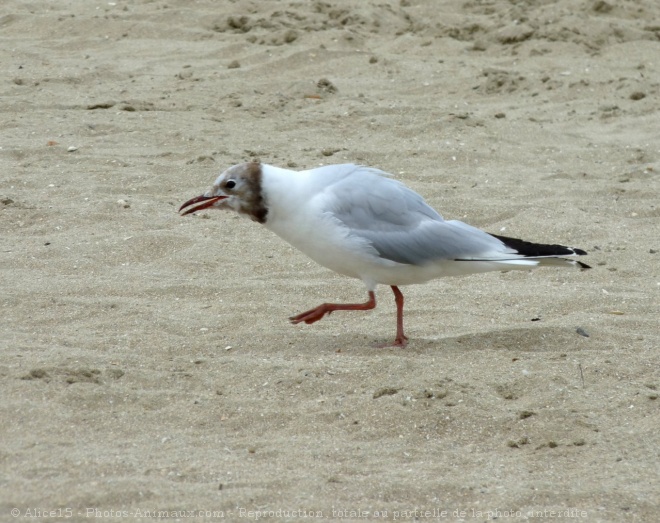 Photo de Mouette