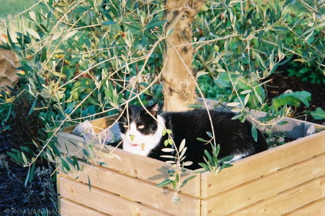 Photo de Chat domestique