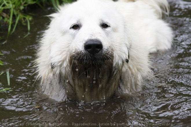 Photo de Chien de montagne des pyrnes