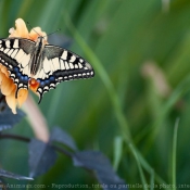 Photo de Papillon