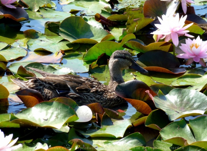 Photo de Canard colvert