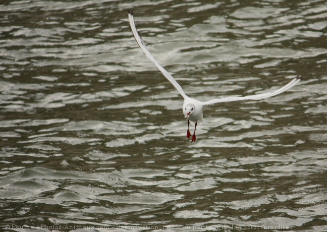 Photo de Mouette