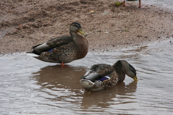 Photo de Canard