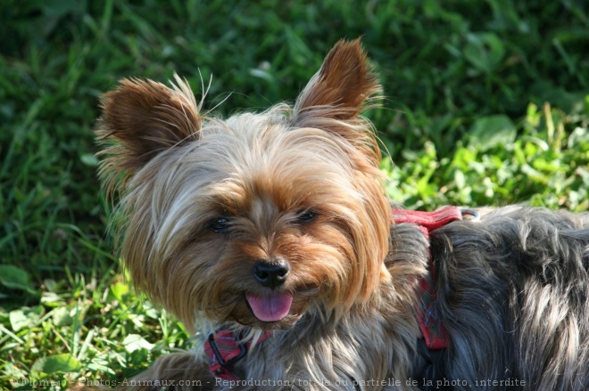 Photo de Yorkshire terrier